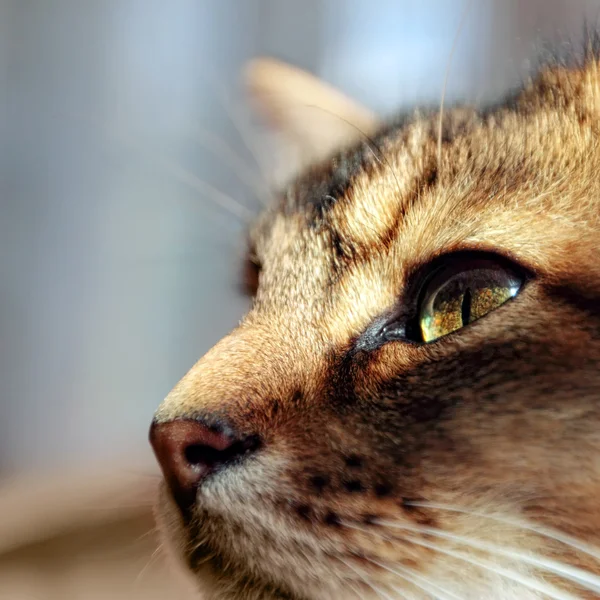 Уборка котенка — стоковое фото