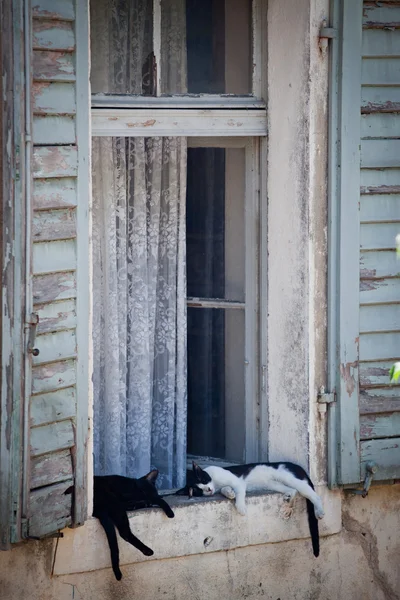 Sleeping cats on windowsill — Stock Photo, Image