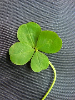 Green clover with four leaves clipart