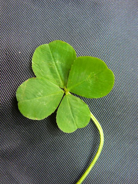 Stock image Green clover with four leaves