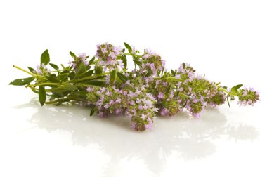 Thyme isolated clipart