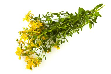 Herbal medicine Hypericum isolated clipart