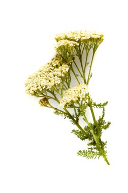 Herbal medicine: milfoil clipart