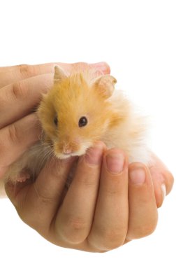 suriyeli hamster