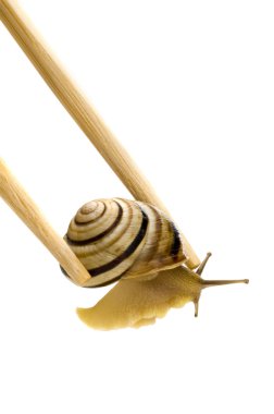 Snail food clipart