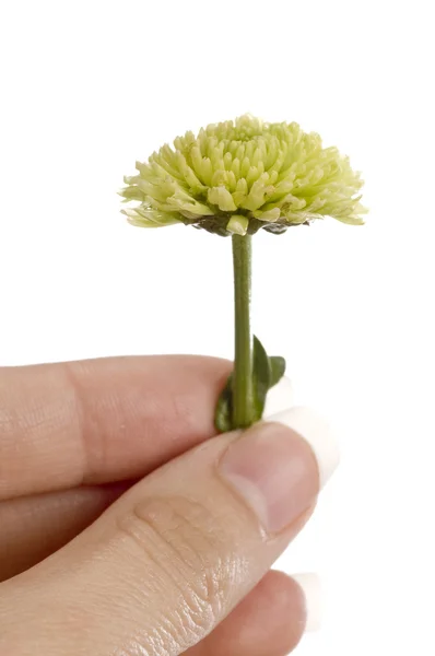 Crisantemo in mano — Foto Stock
