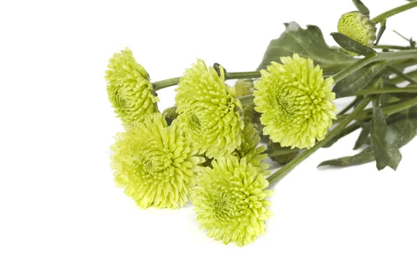 Zelená chryzantéma rozvržení — Stock fotografie