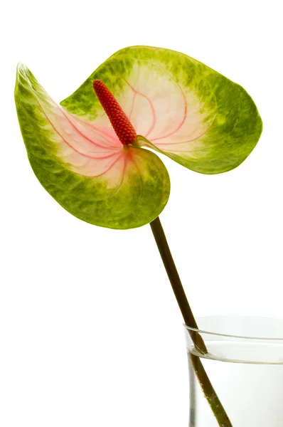 Flower isolated — Stock Photo, Image