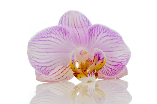 Orchid geïsoleerd — Stockfoto