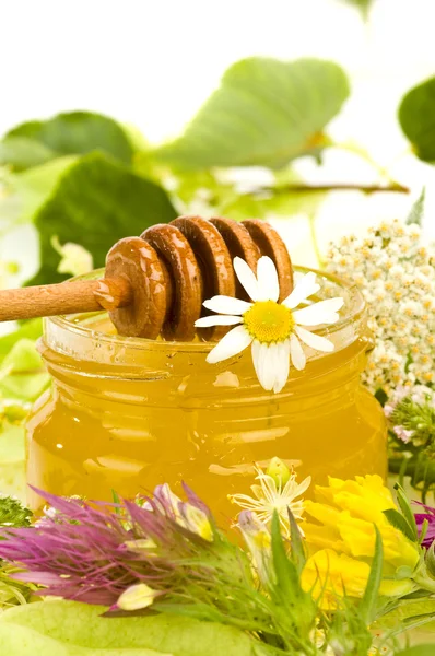 Diverse kruiden honing — Stockfoto