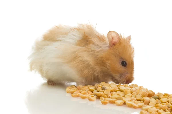 Syrian hamster — Stock Photo, Image