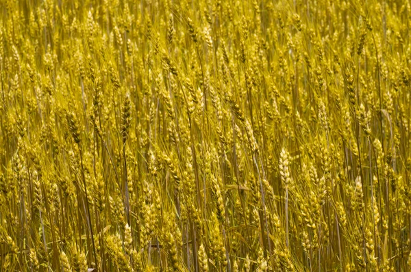 Fundo de trigo — Fotografia de Stock