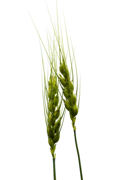 Пшениця, ізольовані — стокове фото