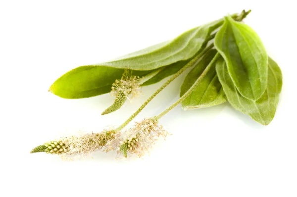 Herbal medicine: Plantago lanceolata — Stock Photo, Image