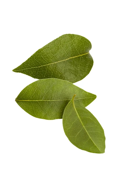 베이 트리 잎 — 스톡 사진