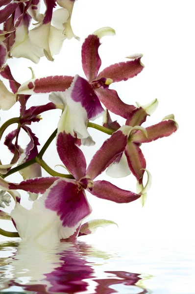 Orchidej s vodou reflexe — Stock fotografie