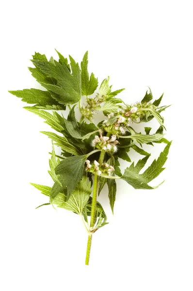 Herbal medicine: motherwort — Stock Photo, Image