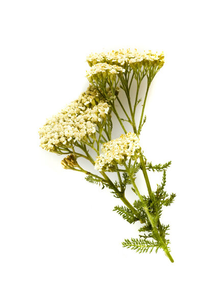 Herbal medicine: milfoil
