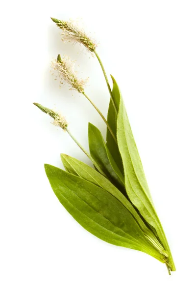 Medicina herbal: Plantago lanceolata — Fotografia de Stock