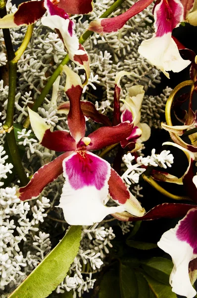 Bouquet close-up — Stock Photo, Image