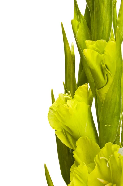 Gladiolen-Strauß — Stockfoto