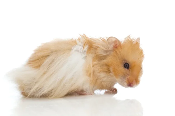 Suriyeli hamster — Stok fotoğraf