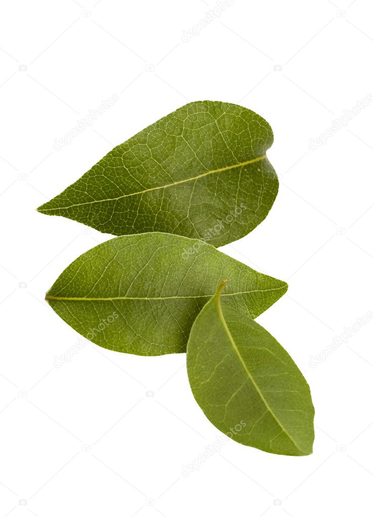 Bay tree leaf