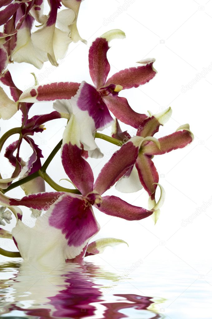 Orchid with water reflection