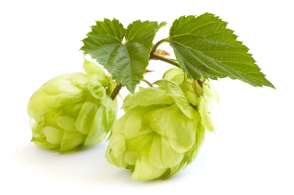 stock image Golden hops on white