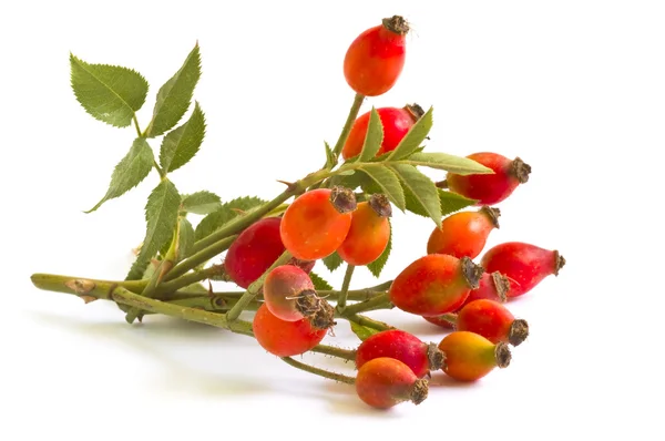 Höfter berry isolerade — Stockfoto