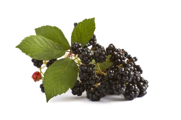 Blackberry branch on white — Stock Photo, Image