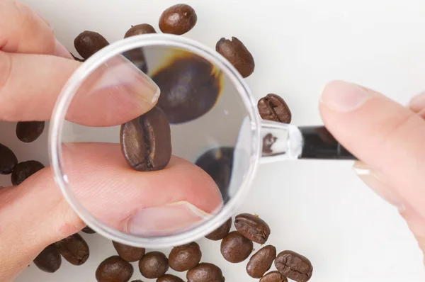 Controllo chicchi di caffè — Foto Stock