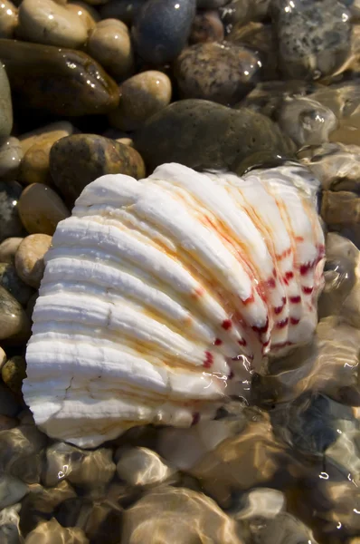 Sea shell on beach — Stock Photo, Image