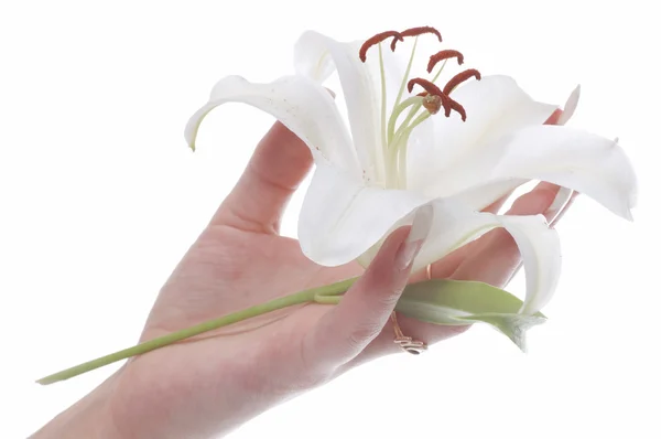 꽃을 든 여인의 손 — 스톡 사진