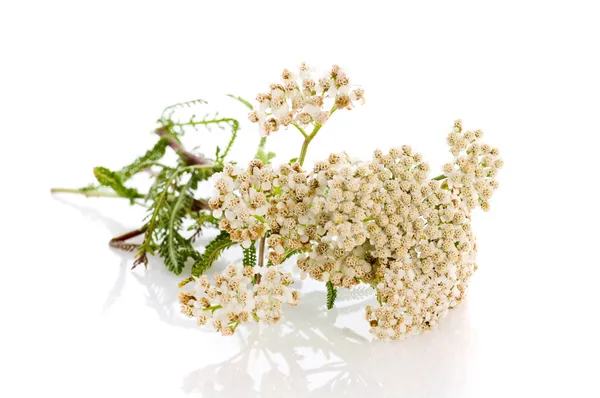 Herbal medicine: milfoil — Stock Photo, Image