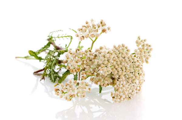 Herbal medicine: milfoil