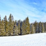 Winter forest Winter forest