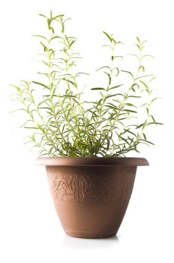 Rosemary isolated clipart