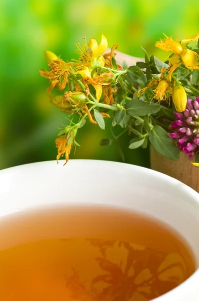 Herbal medicine Hypericum tea — Stock Photo, Image