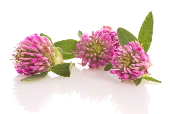 Herbal medicine: clover isolated — Stock Photo, Image