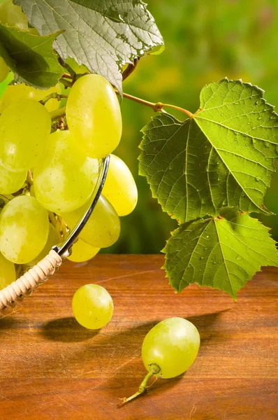 Виноград во рту — стоковое фото