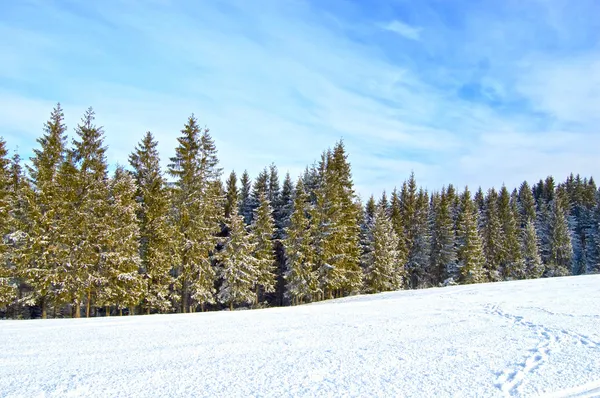 冬季森林 — 免费的图库照片