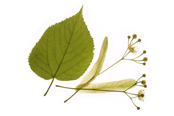 Alternative medicine: linden flowers — Stock Photo, Image