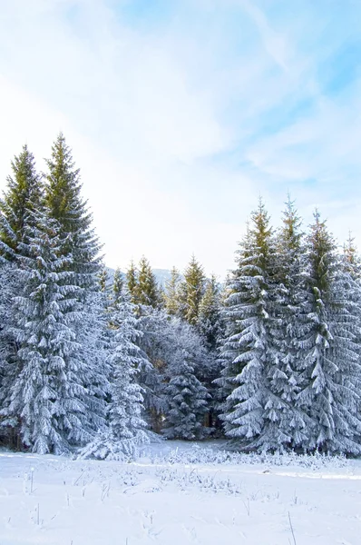 Zimní les — Stock fotografie zdarma