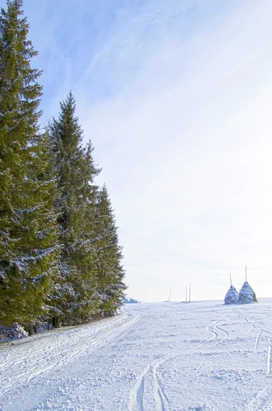 冬季森林 — 免费的图库照片