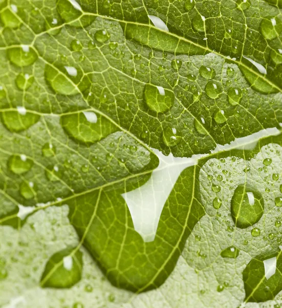 Leaf with drops — Free Stock Photo