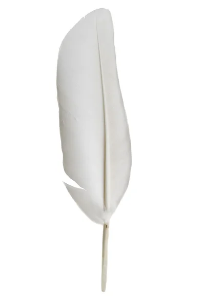 Pluma única sobre blanco —  Fotos de Stock