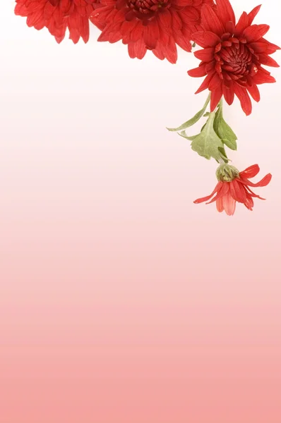 Layout crisantemo rosso — Foto Stock