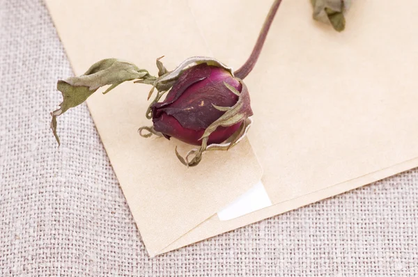 Dry rose on letter — Stock Photo, Image