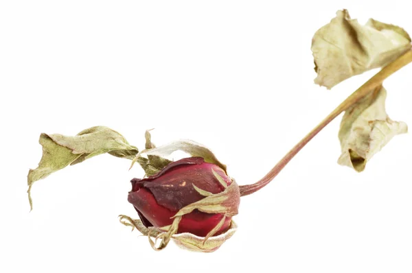 孤立的干玫瑰 — 图库照片